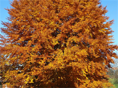 Herbst+Baum